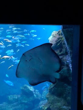 京都水族館に投稿された画像（2022/11/20）