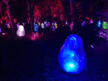 チームラボ ボタニカルガーデン 大阪に投稿された画像（2022/11/20）