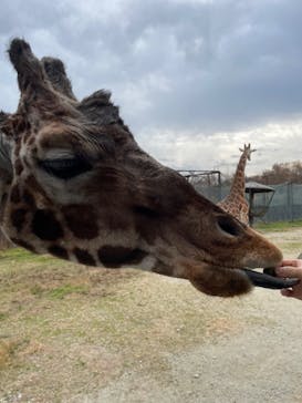 那須サファリパークに投稿された画像（2022/11/20）