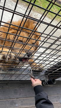 那須サファリパークに投稿された画像（2022/11/20）