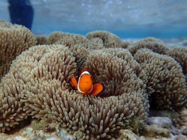 スローダイブ石垣島に投稿された画像（2022/11/20）