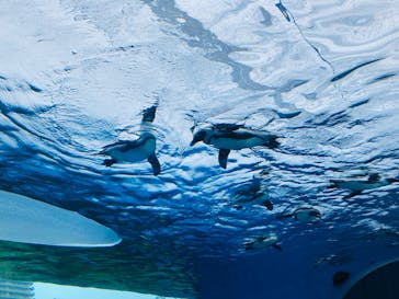 サンシャイン水族館に投稿された画像（2022/11/20）