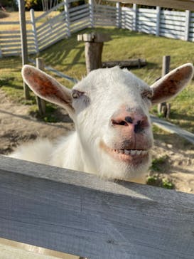 NESTA RESORT KOBE（ネスタリゾート神戸）に投稿された画像（2022/11/20）