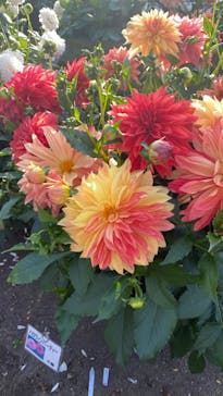 なばなの里に投稿された画像（2022/11/21）