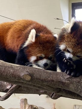 那須どうぶつ王国に投稿された画像（2022/11/21）