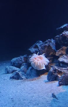 環境水族館アクアマリンふくしまに投稿された画像（2022/11/21）