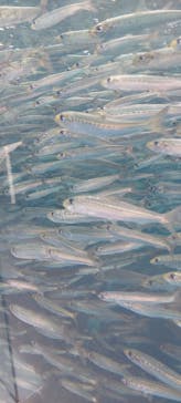 環境水族館アクアマリンふくしまに投稿された画像（2022/11/21）