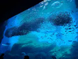 仙台うみの杜水族館に投稿された画像（2022/11/21）