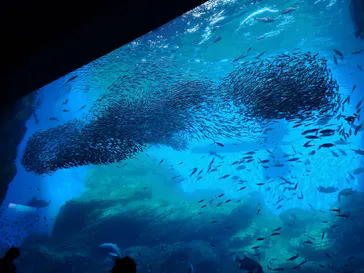仙台うみの杜水族館に投稿された画像（2022/11/21）