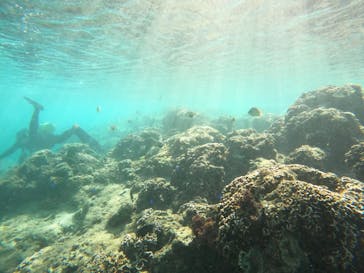 沖縄マリンサービス碧に投稿された画像（2022/11/21）