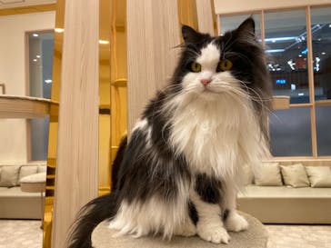 猫カフェモカ　イオンモール幕張新都心店に投稿された画像（2022/11/21）