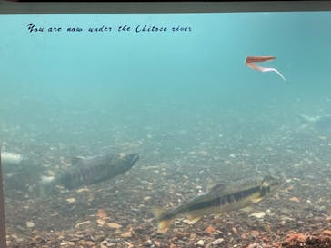 サケのふるさと 千歳水族館に投稿された画像（2022/11/21）