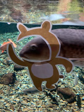 サケのふるさと 千歳水族館に投稿された画像（2022/11/21）