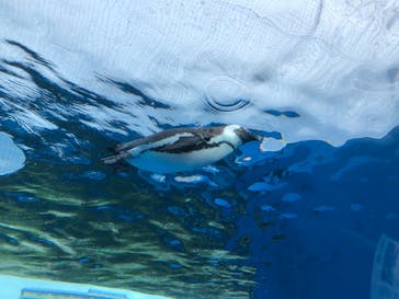 サンシャイン水族館に投稿された画像（2022/11/21）