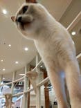 猫カフェモカ　町田ジョルナ店に投稿された画像（2022/11/21）