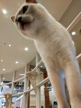 猫カフェモカ　町田ジョルナ店に投稿された画像（2022/11/21）