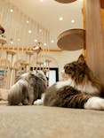猫カフェモカ　イオンモール幕張新都心店に投稿された画像（2022/11/21）