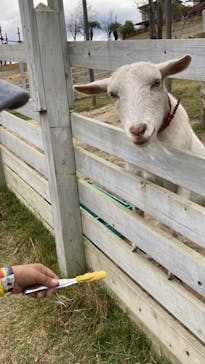 NESTA RESORT KOBE（ネスタリゾート神戸）に投稿された画像（2022/11/21）