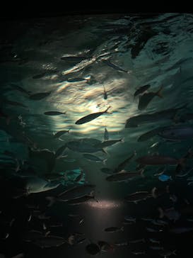 サンシャイン水族館に投稿された画像（2022/11/21）