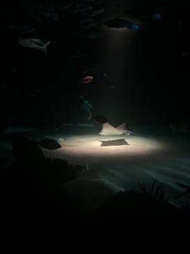 サンシャイン水族館に投稿された画像（2022/11/21）