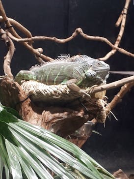 カワスイ 川崎⽔族館に投稿された画像（2022/11/21）