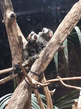 カワスイ 川崎⽔族館に投稿された画像（2022/11/21）