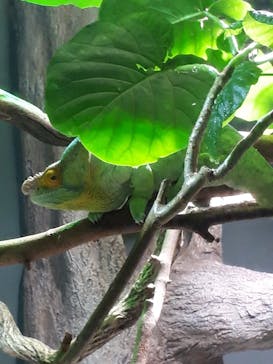 カワスイ 川崎⽔族館に投稿された画像（2022/11/21）