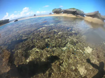 武藤潜水に投稿された画像（2022/11/21）
