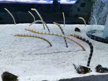 すみだ水族館に投稿された画像（2022/11/21）