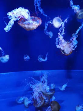 すみだ水族館に投稿された画像（2022/11/21）