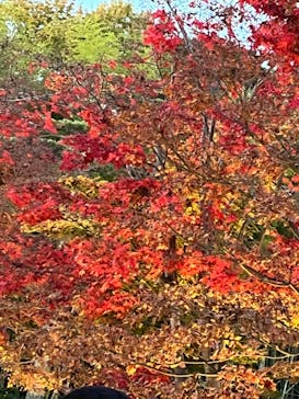 国営昭和記念公園 秋の夜散歩に投稿された画像（2022/11/21）