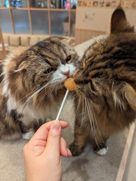 猫カフェモカ　イオンモール幕張新都心店に投稿された画像（2022/11/21）