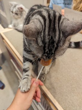 猫カフェモカ　イオンモール幕張新都心店に投稿された画像（2022/11/21）