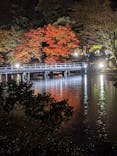 国営昭和記念公園 秋の夜散歩に投稿された画像（2022/11/21）