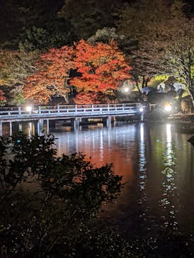 国営昭和記念公園 秋の夜散歩に投稿された画像（2022/11/21）