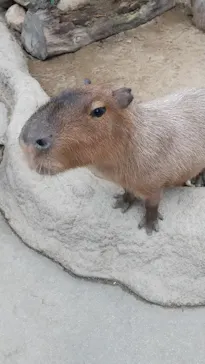 神戸どうぶつ王国に投稿された画像（2022/11/21）