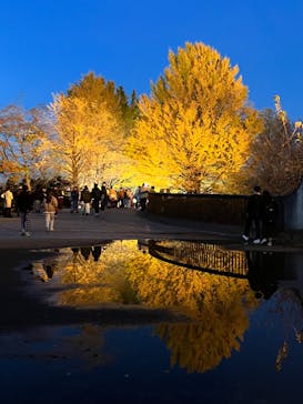 国営昭和記念公園 秋の夜散歩に投稿された画像（2022/11/21）