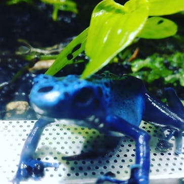 カワスイ 川崎⽔族館に投稿された画像（2022/11/21）