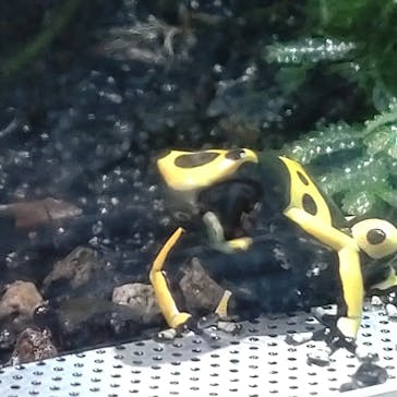 カワスイ 川崎⽔族館に投稿された画像（2022/11/21）