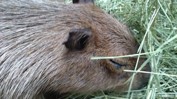 カワスイ 川崎⽔族館に投稿された画像（2022/11/21）