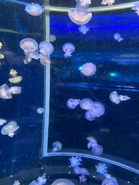 新江ノ島水族館に投稿された画像（2022/11/21）