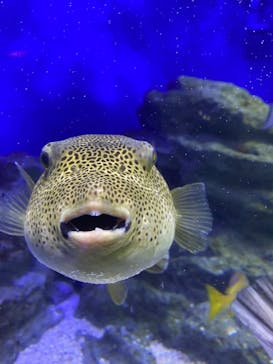 新江ノ島水族館に投稿された画像（2022/11/21）