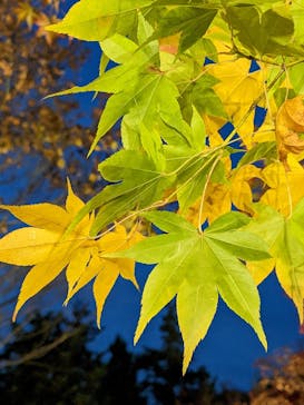 国営昭和記念公園 秋の夜散歩に投稿された画像（2022/11/21）