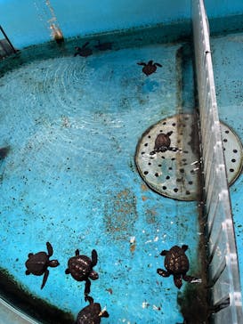 串本海中公園水族館に投稿された画像（2022/11/21）