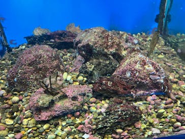 串本海中公園水族館に投稿された画像（2022/11/21）