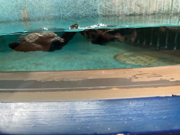 串本海中公園水族館に投稿された画像（2022/11/21）