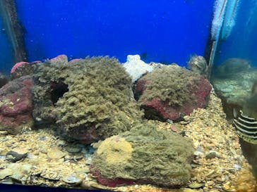 串本海中公園水族館に投稿された画像（2022/11/21）