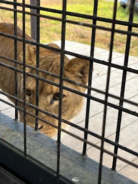 那須サファリパークに投稿された画像（2022/11/21）