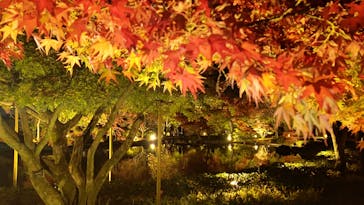国営昭和記念公園 秋の夜散歩に投稿された画像（2022/11/21）