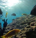 武藤潜水に投稿された画像（2022/11/22）